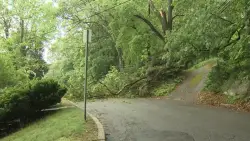 Strong winds down trees, power lines in Waltham as storms roll through